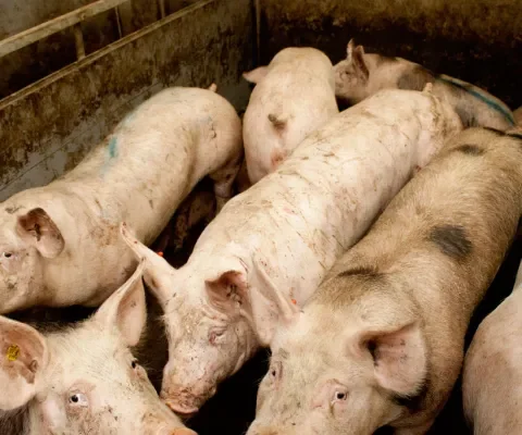 Rijgedrag beren; stress en verwondingen