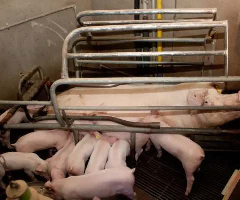 Sociale achterstand door verstoring moeder-kindrelatie