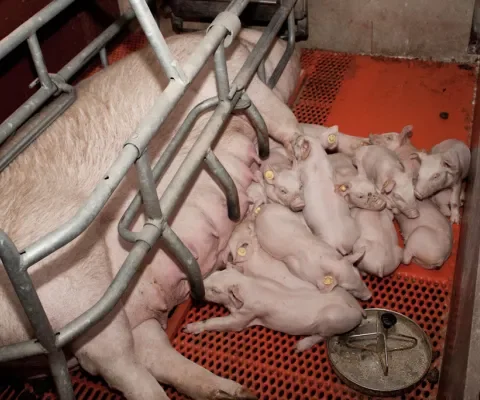 Stress door grote hoeveelheden biggen