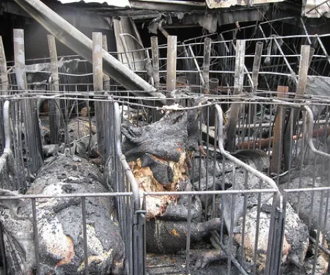 Brand in veestallen