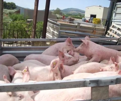Laden en opdrijven in te grote groepen