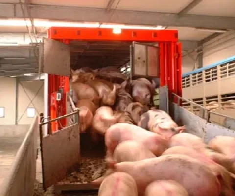 Angst en verwondingen bij laden