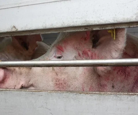Gevechten op de vrachtwagen
