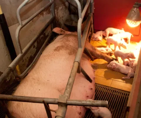 Verwondingen door ijzeren stangen