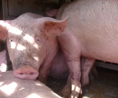 Zieke en gewonde varkens bij slachterij