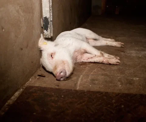 Zwakkere biggen door opgevoerde biggenproductie