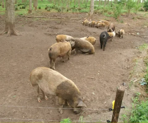 Akkervarken verhuurt varkens voor 'grondbewerking'