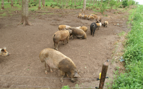 Akkervarken verhuurt varkens voor 'grondbewerking'