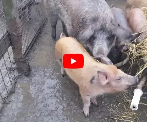 Zeug Bertha went aan het moederschap
