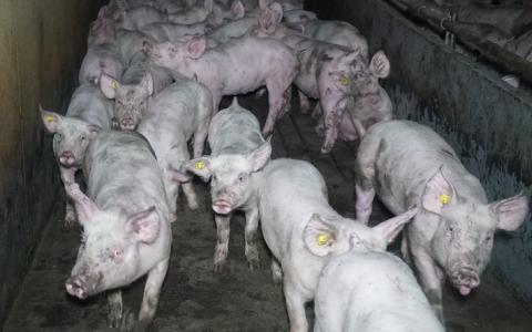 Debat in Tweede Kamer: "Het is geen feest om als één van de twaalf miljoen varkens te moeten leven in de Nederlandse veehouderij" 