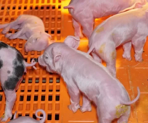 De varkenshouderij maakt varkens ziek:  een leven lang diarree