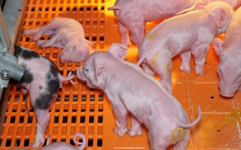 De varkenshouderij maakt varkens ziek:  een leven lang diarree