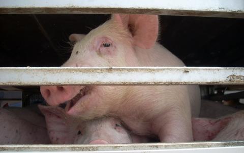 Varkens lijden bij de slacht: is een verbod op CO2 de enige oplossing?