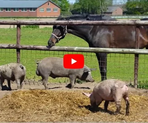 Caprice en de varkens