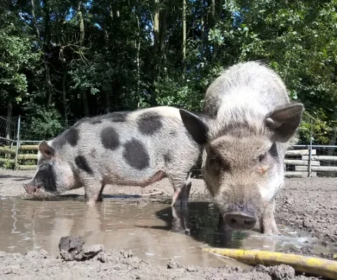 Varkens zoeken nieuw huis!