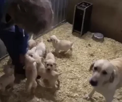 Varkens en broodfok in Boer zoekt Vrouw