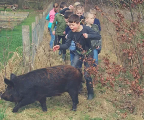 Kinderen leren waar vlees vandaan komt met de Groene Varkens