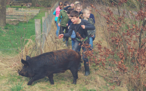 Kinderen leren waar vlees vandaan komt met de Groene Varkens