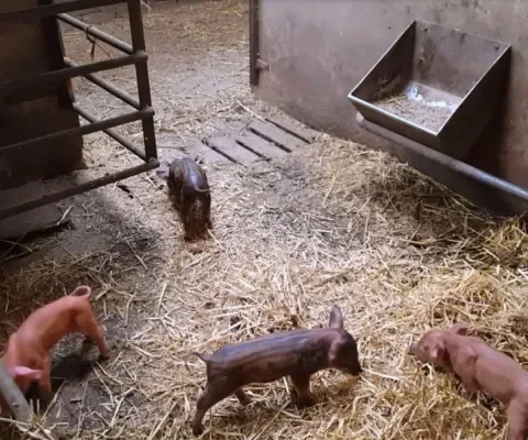 Het kraamhok gaat open!