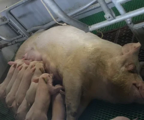 Zeug met biggen in losloopkraamhok