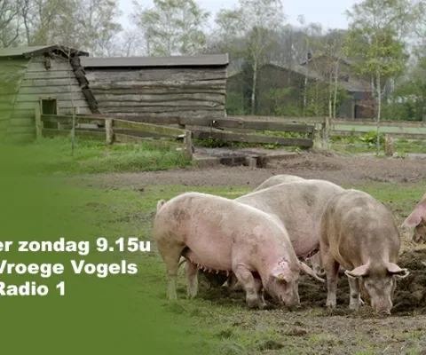Zondagochtend in Vroege Vogels: wie zijn de beste varkensboeren van Nederland?
