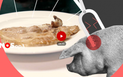 Open brief aan NOS over video ‘Zo ziet het leven van een varken in Nederland eruit’
