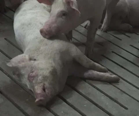 PETA