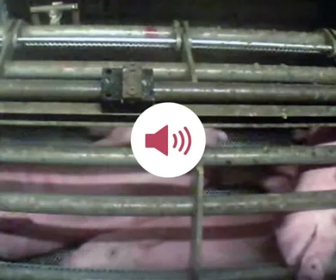 Radiospotjes CO2 verdoving slacht
