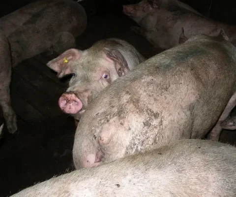 Varkens