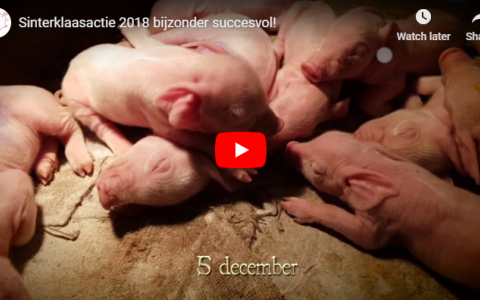 Sinterklaasactie voor varkens ongekend succes!