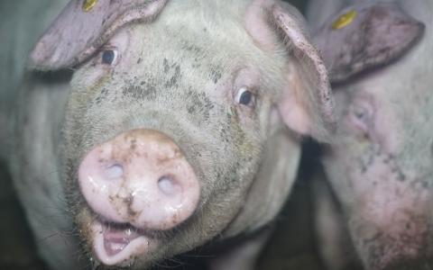 Waarom is de Nationale Week Zonder Vlees goed voor de varkens?