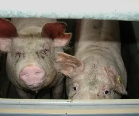 Varkens in de bio-industrie
