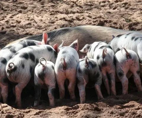 Varkens met staart