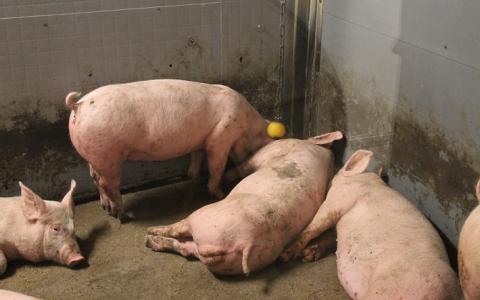 Onderzoekers: staart is voor varken heel belangrijk 