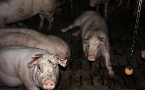 180 uur werkstraf voor verwaarlozing 400 varkens