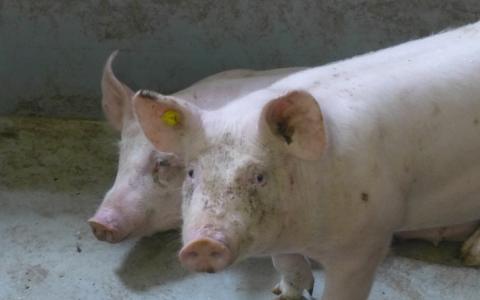 Spectaculaire stijging Beter Leven varkensvlees bij ALDI