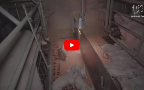 Video: Zeug krijgt doorligwonden door harde vloer