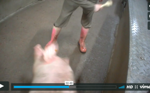 Horrorslachthuis wil meer varkens slachten