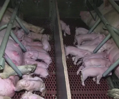 Varkens