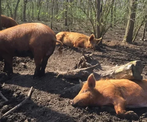 Varkens in Nood introduceert: vijfsterren-varkensboeren!