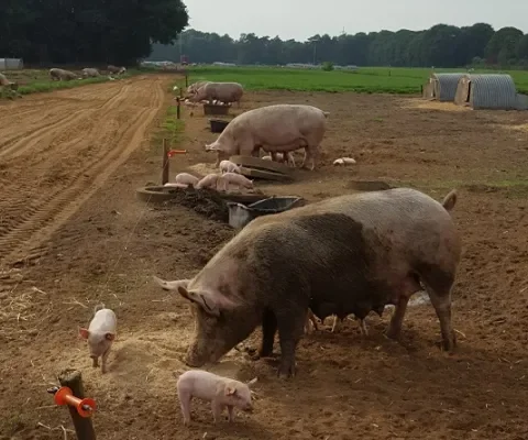 Is 'megastal' een rekbaar begrip? 