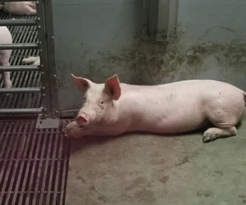 Stop die vervloekte luchtwassers en plofkelders!