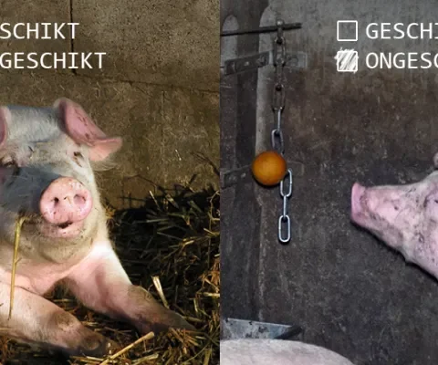 NVWA gaat eindelijk optreden tegen de verveling bij varkens