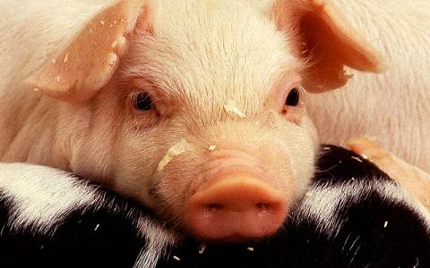 Ook varkensboerenvoorzitster Ingrid Jansen vindt stoppen met castreren van belang