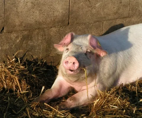 Blij biologisch varken in stro