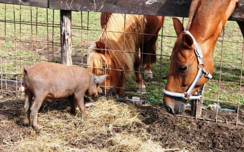 Diana’s blog 18: Varkens komen van mars, paarden van venus