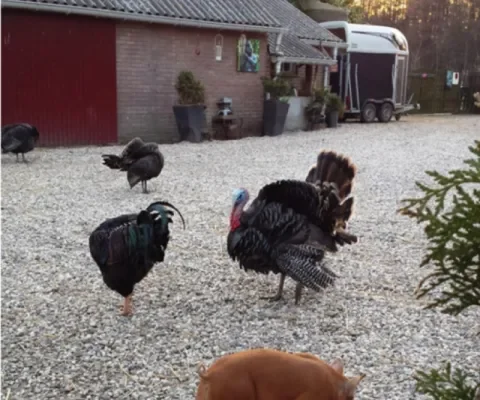 Diana's blog 29: Ontsnapt