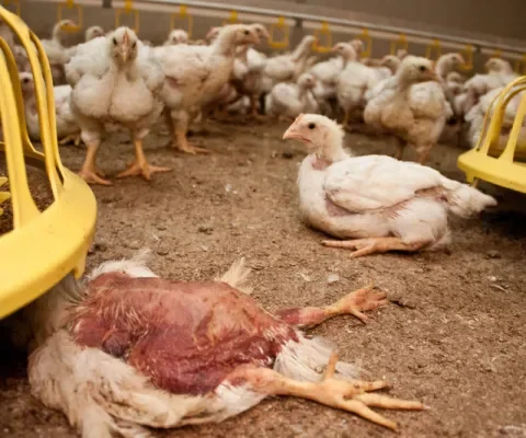 500 miljoen dieren lijden pijn, de overheid kijkt weg