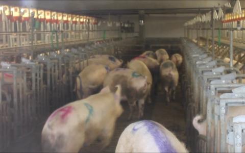 Video: varkens blij met beweging na eenzame opsluiting