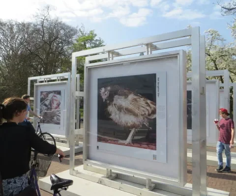 Positieve reacties op vee-foto’s in Wageningen